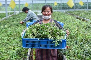鹽堿地變“聚寶盆” 浙江慈溪科技種植引領現(xiàn)代農(nóng)業(yè)新篇章