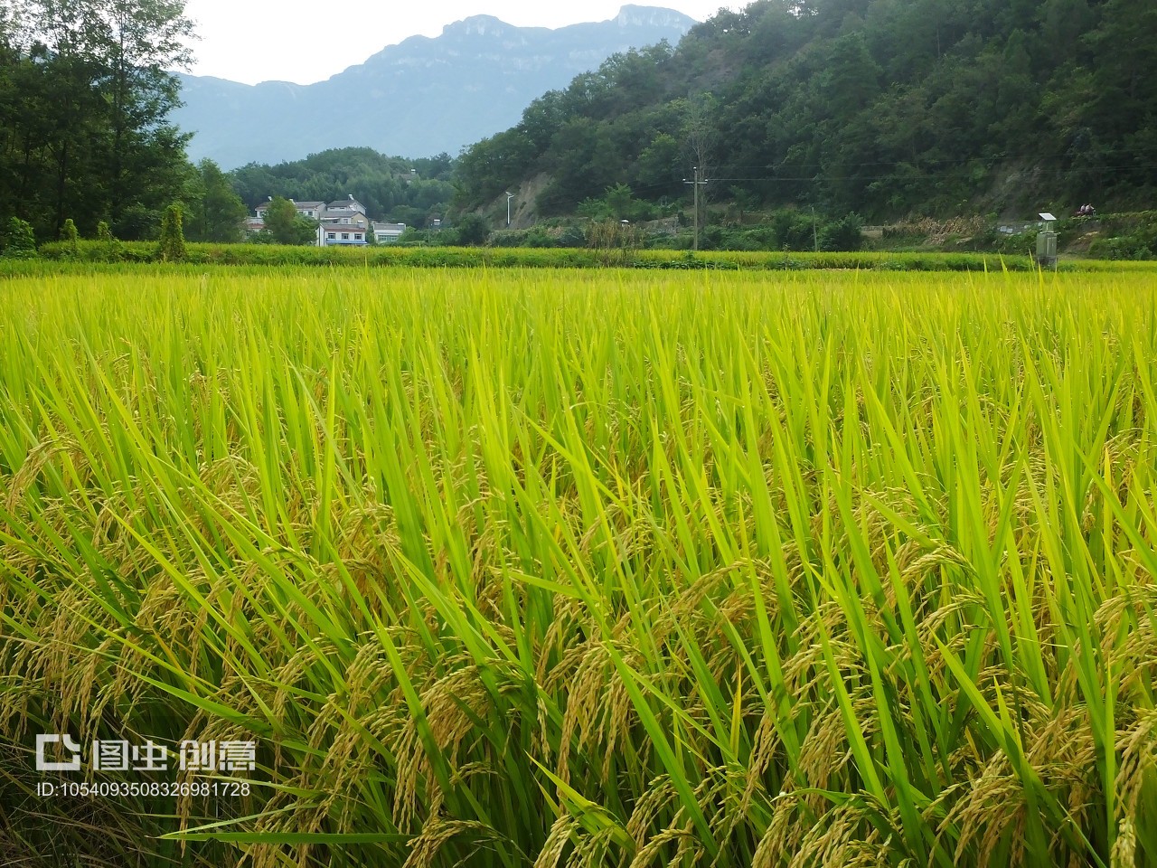 湖北夷陵南埡村 金秋稻浪話豐年，科技興農(nóng)繪新篇