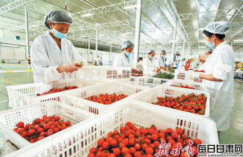 張掖戈壁農(nóng)業(yè) 昔日不毛地，今朝增收田