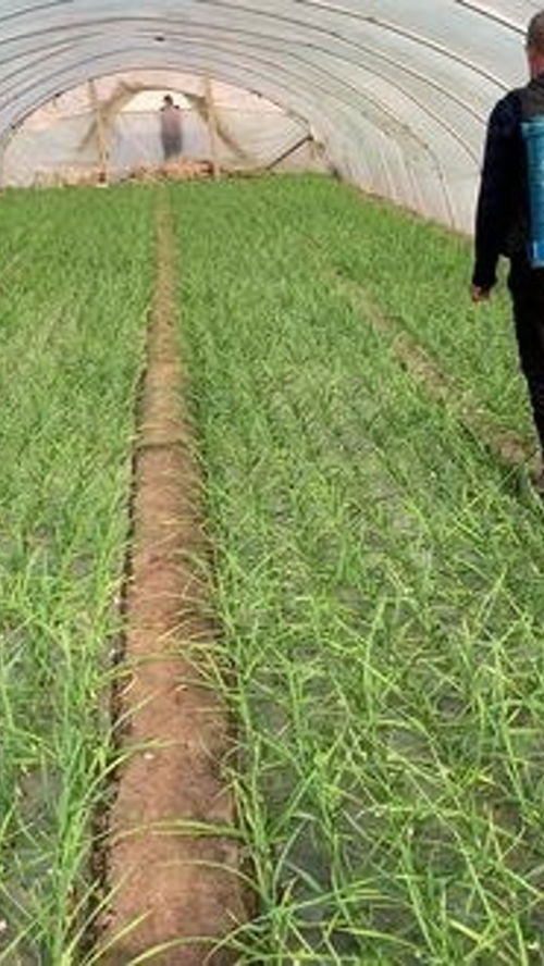 堿性農(nóng)藥與農(nóng)業(yè)種植技術(shù) 種地人如何科學選擇與應(yīng)用
