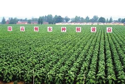 煙草業(yè) 用高質(zhì)量發(fā)展書寫新時代答卷——農(nóng)業(yè)種植的轉(zhuǎn)型與擔當